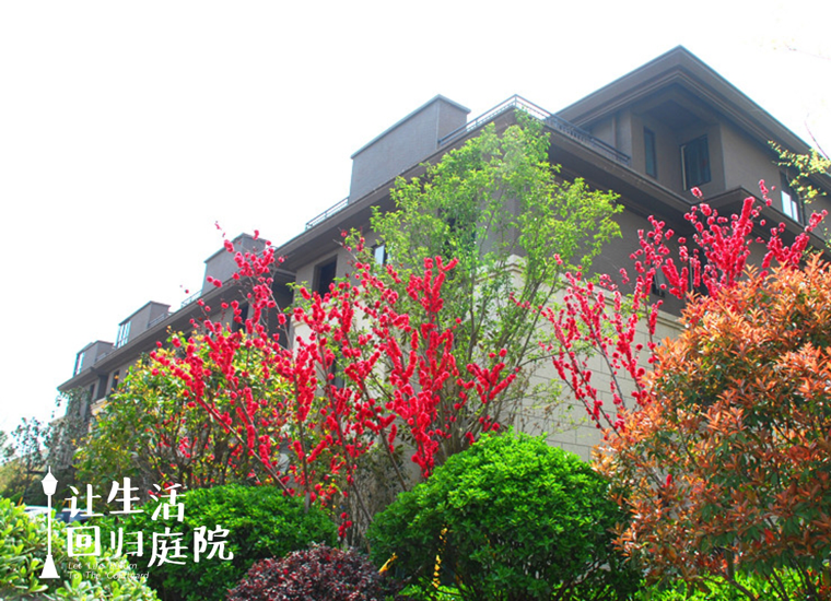 前后张望南阳50年：这样的天井，很难再有了！